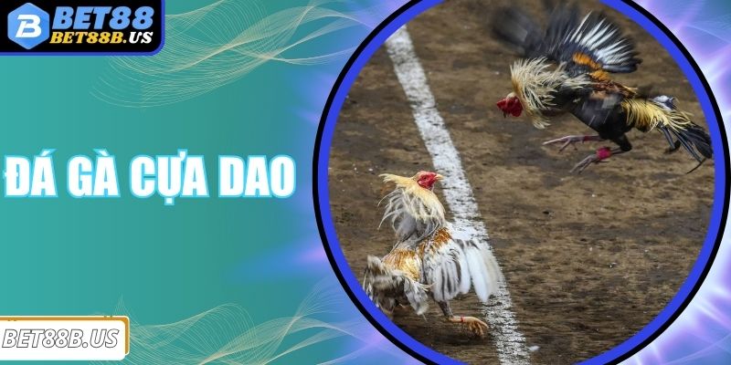 Đá Gà Cựa Dao Bet88 - Khi Mỗi Đòn Đều Là Cú Chí Mạng Đá Gà Cựa Dao Bet88 - Khi Mỗi Đòn Đều Là Cú Chí Mạng