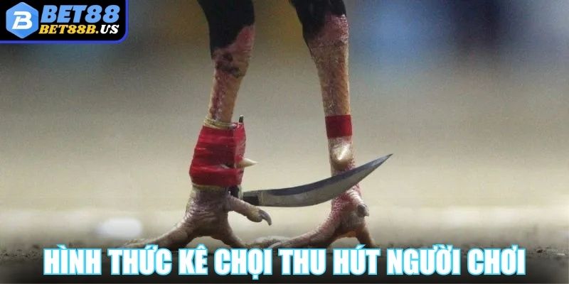 Đá Gà Cựa Dao Bet88 - Khi Mỗi Đòn Đều Là Cú Chí Mạng Hình thức kê chọi luôn thu hút đông đảo người chơi