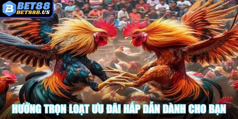 Đá Gà Thomo - Mở Khóa Kinh Nghiệm Chơi Cực Chất Cho Bạn Hưởng trọn loạt ưu đãi hấp dẫn dành cho người chơi