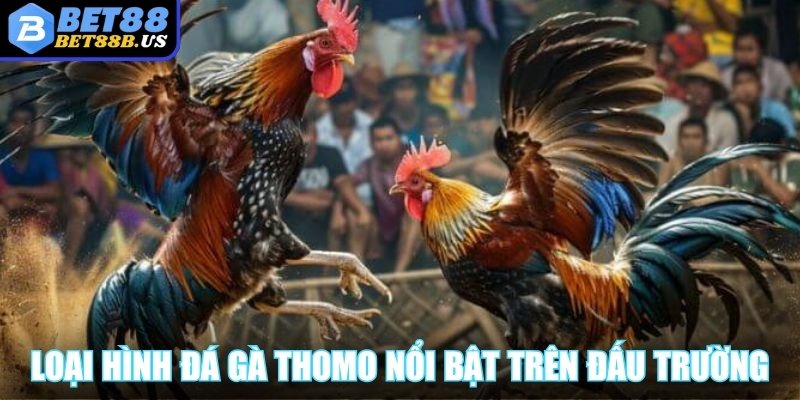 Đá Gà Thomo - Mở Khóa Kinh Nghiệm Chơi Cực Chất Cho Bạn Tìm hiểu những loại hình đá gà Thomo nổi bật trên đấu trường