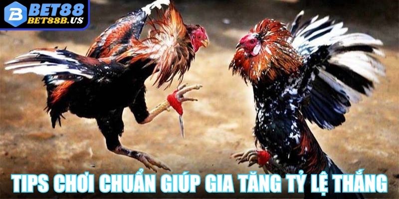 Đá Gà Cựa Dao Bet88 - Khi Mỗi Đòn Đều Là Cú Chí Mạng Tips chơi chuẩn từ cao thủ giúp gia tăng tỷ lệ thắng